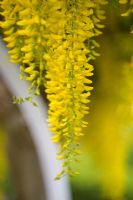 Laburnum anagyroides syn. L. vulgare - Raceme in close-up
