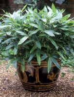 Sasa veitchii - Bamboo in decorated pot