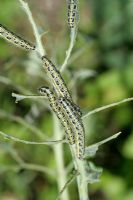 Cabbage white caterpillars stripping bare a brussels sprout plant
