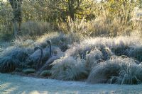 Low sunlight highlighting the grasses border on a frosty morning in winter. Bronze swan sculptures. Grasses include Stipa tenuissima, Stipa arundinacea, Carex testacea, Calamagrostis x acutiflora 'Karl Foerster' and Pennisetum alopecuroides 'Hameln'. 