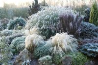 Frost on the contrasting forms of grasses and conifers on the rock garden in winter. Planting includes Stipa tenuissima, Miscanthus, Hebe and Rhododendron. 