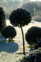 Holly clipped into standard topiary balls on a frosty morning in winter. Ilex aquifolium 'Siberia'.