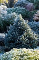 Hoar frost on Abies lasiocarpa 'Compacta' - Silver fir