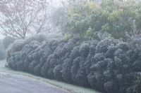 Cloud pruned hedge of Ilex aquifolium 'Alaska' 