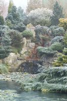 The frozen pond and rock garden with mixed conifers in John Massey's garden in winter. 