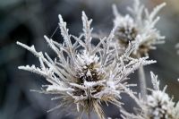 Hoar frost on the seedhead of Eryngium x oliverianum 