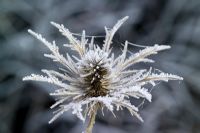 Hoar frost on the seedhead of Eryngium x oliverianum