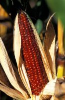 Coloured Zea mays - maize