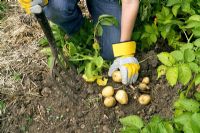 Digging early potatoes - Solanum tuberosum 'Accent' with garden fork