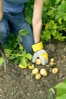 Digging early potatoes - Solanum tuberosum 'Accent with garden fork