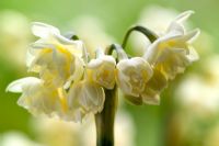 Narcissus tazetta 'Erlicheer'