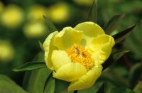 Paeonia mlokosewitschii - often known as Molly the Witch