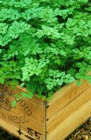 Anthriscus cerefolium - Chervil planted in old wooden wine box. 