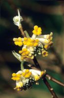 Edgeworthia chrysantha - Paper bush