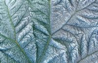 Hoar frost on a leaf of Gunnera manicata 