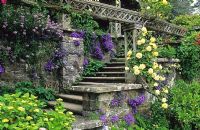 Bodnant. North Wales. The Lower Terrace. Rosa 'Golden Showers', Campanula portenschlagiana and Solanum 'Glasnevin' growing on stone terracing and steps sloping site