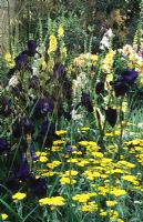Achillea 'Moonshine', Iris 'Deep Black', Stipa gigantea, Verbascum chaikii 'Alba'and Rosa 'Felicite et Perpetue' at the RHS Chelsea FS
