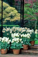 Collection of terracotta containers planted with Tulipa and Narcissus  


