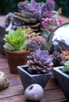 Contemporary collection of Echeveria succulents in small containers on table