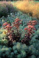 Sedum telephium 'Mohrchen' and Euphorbia cyparissias 'Clarice Howard'