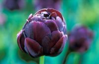 Tulipa 'Black Hero' flowering in May