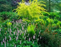 The shaded bog garden in Spring at Beth Chatto's Garden, Essex - Planting includes Persicaria bistorta 'Superba', Physocarpus opulifolius 'Luteus', Euphorbia griffithii 'Dixter', Carex pendula, Iris pseudacorus 'Variegata' and ferns