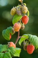 Raspberry 'Glen Ample' - Rubus idaeus