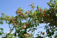 Raspberry 'Octavia' trained on wires - Rubus idaeus