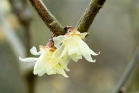 Chimonanthus praecox 'Luteus' syn. 'Concolor'. Wintersweet. Winter flowering shrub, 22 March