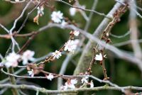 Prunus x subhirtella 'Autumnalis'.  Winter flowering cherry, 22 March
