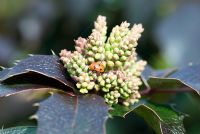 Mahonia aquifolium 'Apollo' - Oregon grape with flower buds and a ladybird. RHS award.  22 March