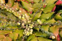 Mahonia japonica 'Bealei' with flower buds in late winter, an evergreen shrub.  22 March