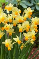Narcissus 'Eaton Song' 