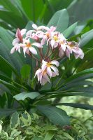 Plumeria rubra - Frangipani
