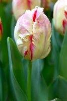Tulipa 'Parrot Rock'