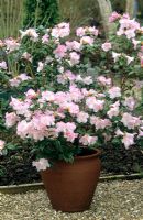 Rhododendron Cilpinense in a pot