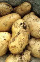 Solanum tuberosum - Jersey Royal potato syn. Potato 'International Kidney'