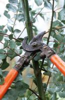 Pruning Eucalyptus with loppers