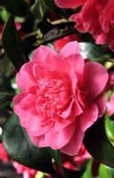 Camellia japonica 'Her Majesty Queen Elizabeth II'