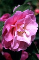 Camellia x williamsii 'Glen's Orbit'