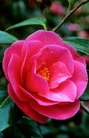 Camellia reticulata 'K.O. Hester'