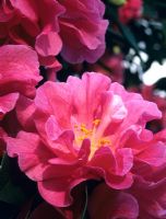 Camellia reticulata 'Houye Diechi'