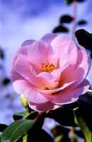 Camellia x williamsii 'Clare Faucett'