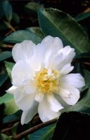 Camellia 'Winter Snowman'