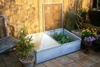 Plastic cold frame full of small plants sitting on patio of town garden -  Containers of Crocus vernus 'Pickwick', Narcissus 'Tete-a-Tete' and Buxus sempervirens