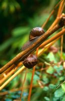 Snails on stem of Thalictrum  aquilegiifolium 