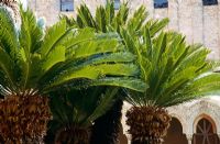 Cycas revoluta - Japanese sago palm in the cloisters of the Cathedral at Monreale, near Palermo, Sicily