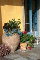 Collection of planted terracotta pots on terrace of mediterranean garden - Large one planted with Aeoniumarboreum 'Atropurpureum' and Senecio haworthii also Pink pelargoniums and Kalanchoe