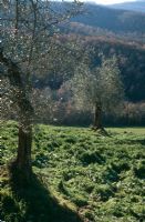 Olea europaea - Olive trees in winter landscape of Umbria, near Perugia 