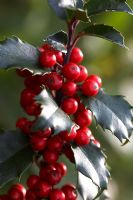 Ilex aquifolium - Common Holly 
